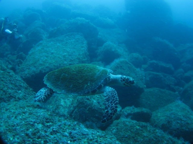 Observas a la tortuga marina